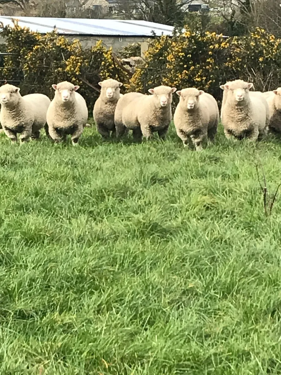 Dorset Sheep - Image 2