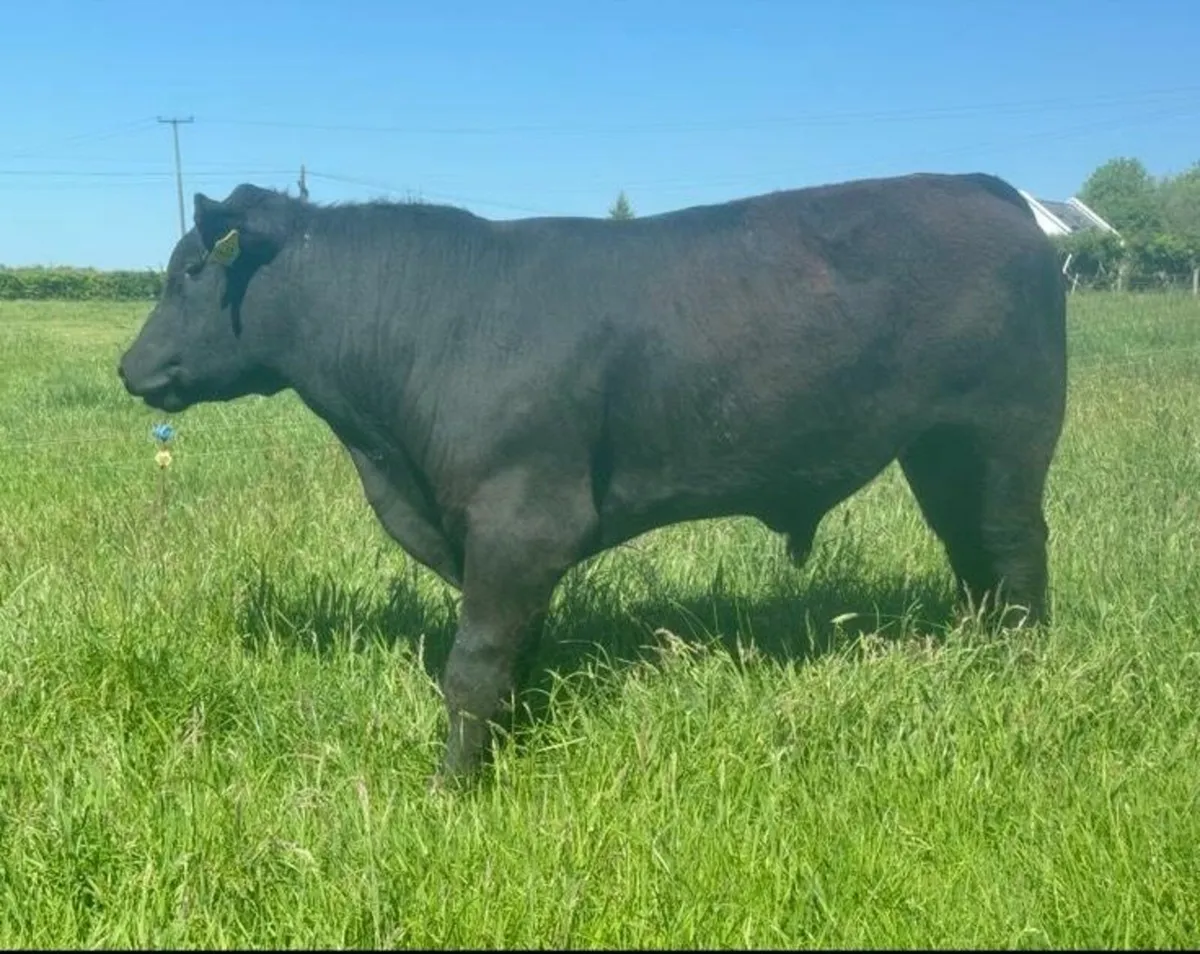 Superb 5 Star Pedigree Angus Bull For Sale - Image 2