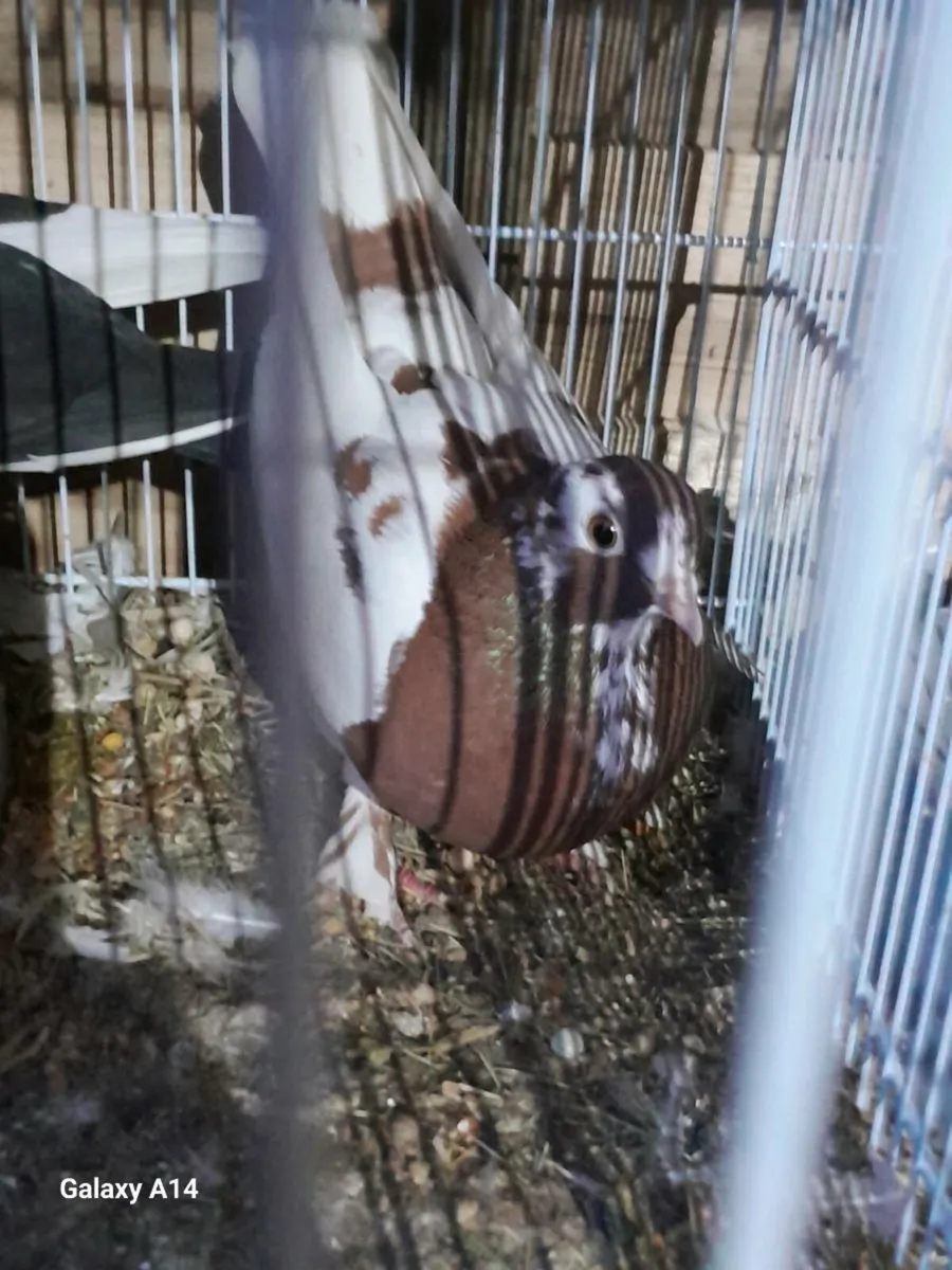 Pigeon - Image 3