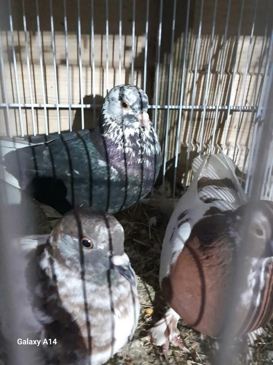 Pigeon - Image 1