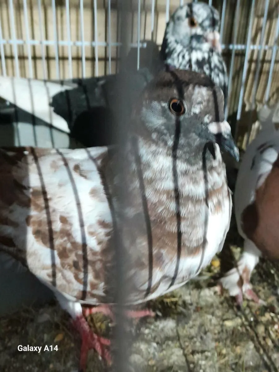 Pigeon - Image 4