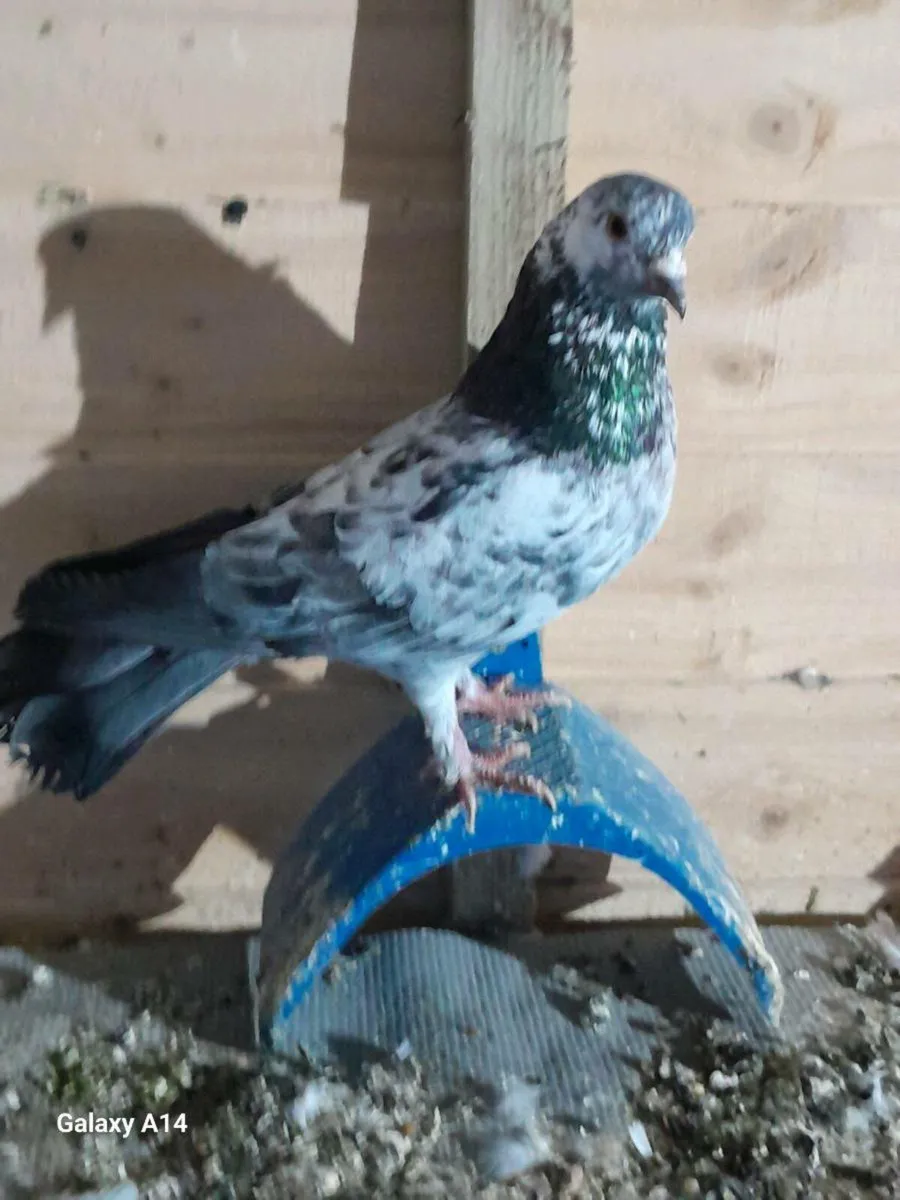 Pigeon - Image 2