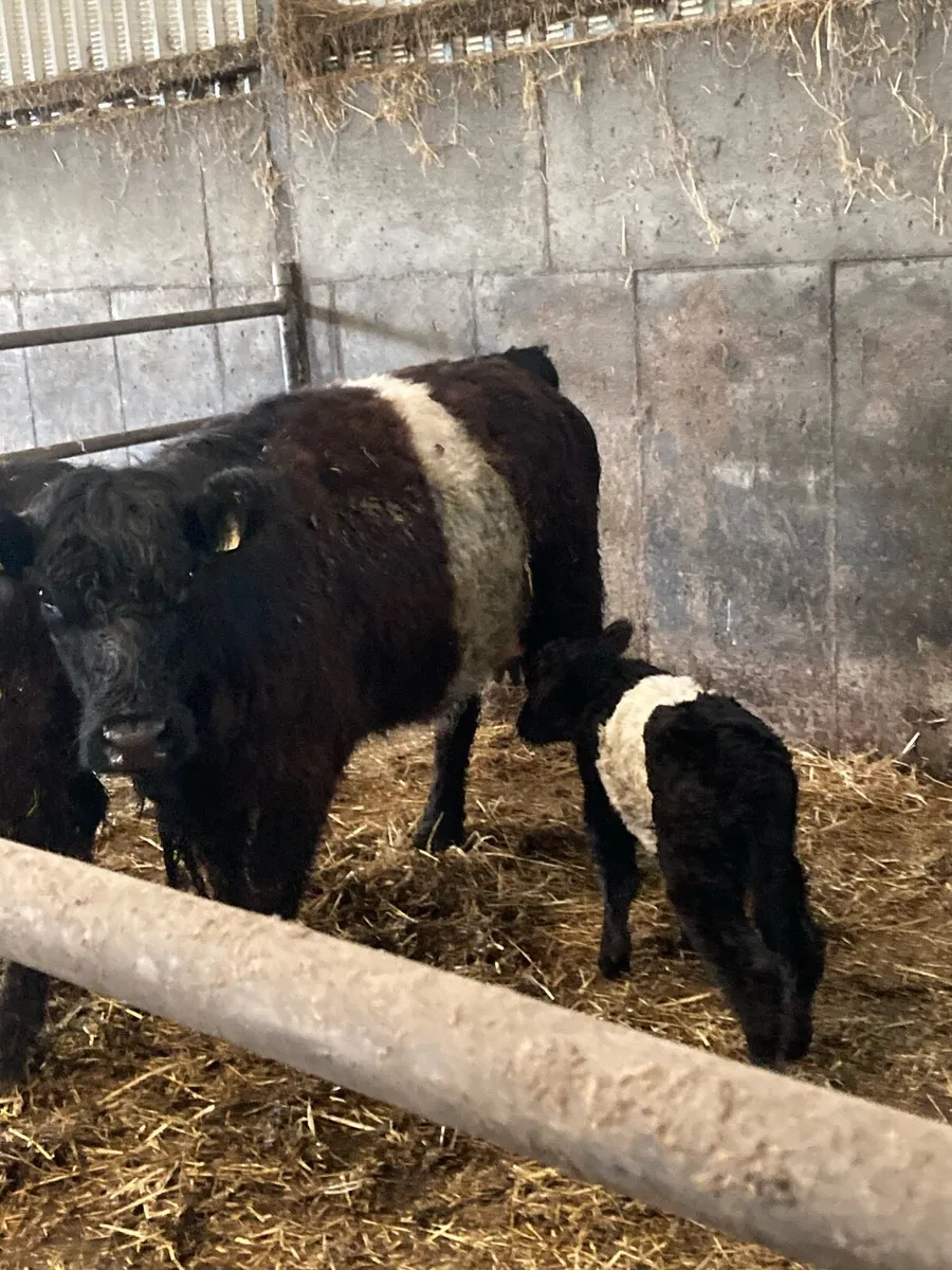 Pure bread belted galloway **organic** - Image 1