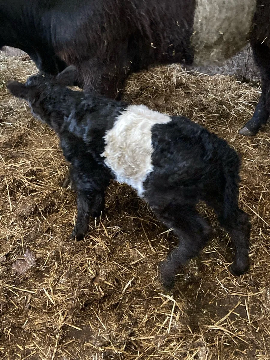 Pure bread belted galloway **organic** - Image 2