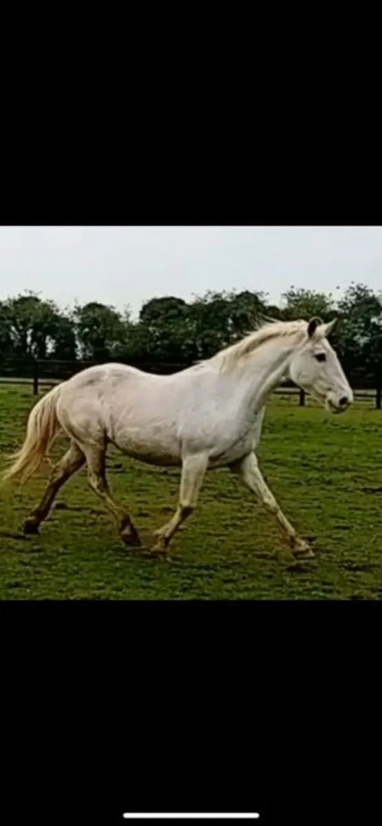 Broodmare by Arkle Cruise 2012 - Image 1