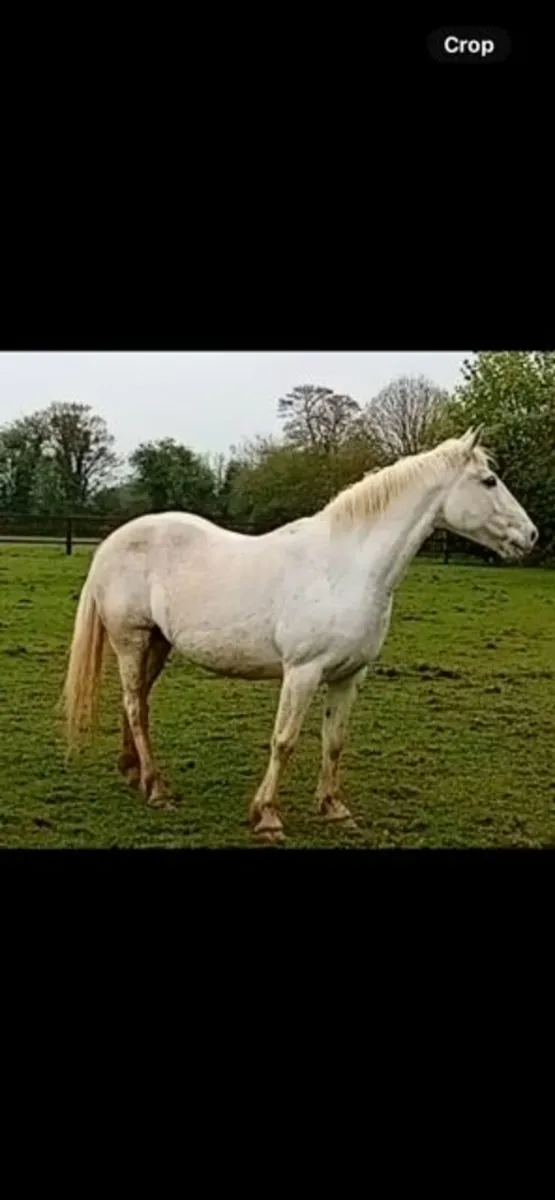 Broodmare by Arkle Cruise 2012 - Image 3