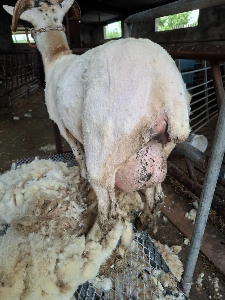 Sheep - Image 1