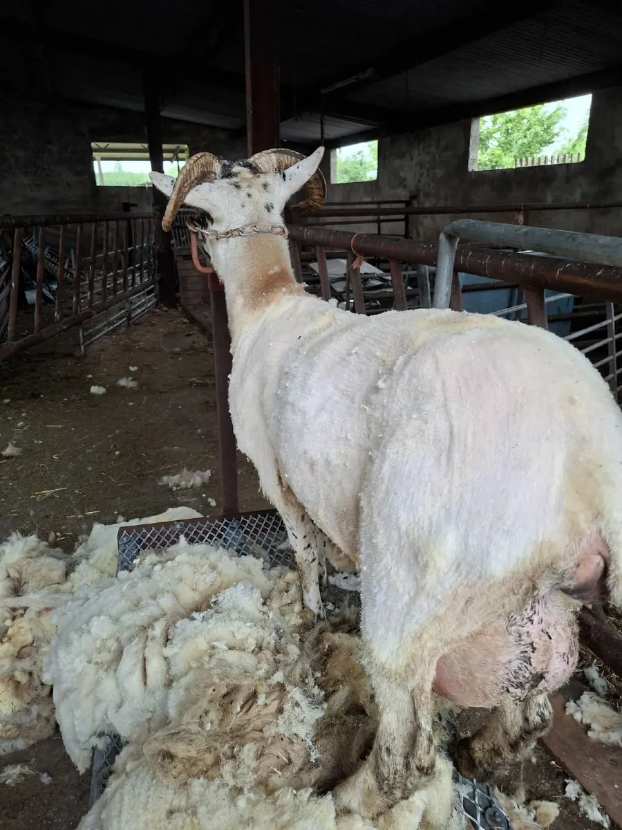 Sheep - Image 2