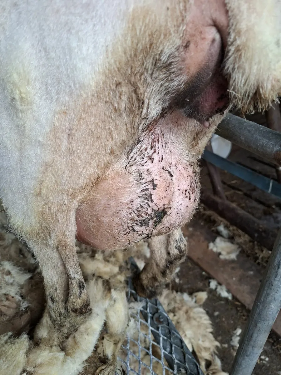 Sheep - Image 3