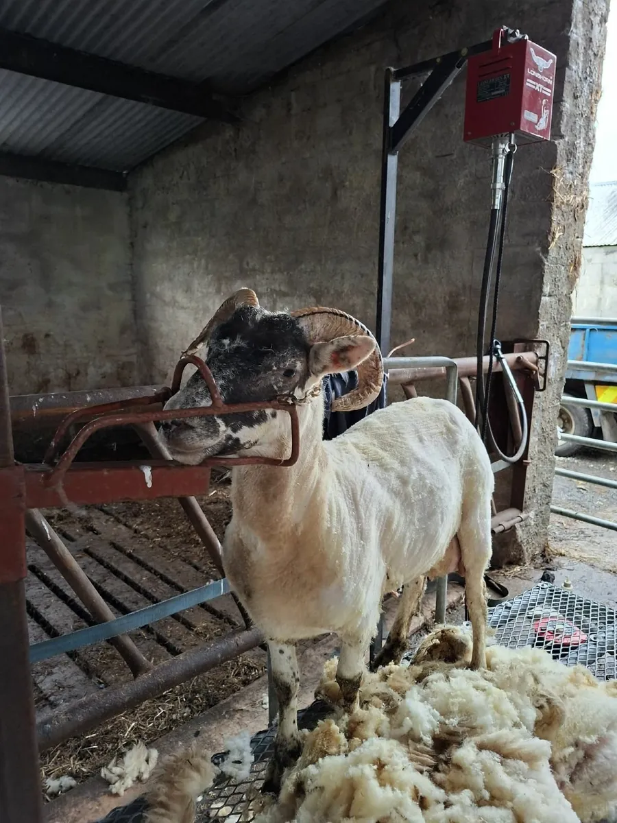 Sheep - Image 4
