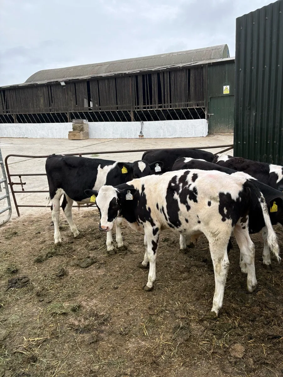 25 Friesian Bull Reared Calves - Image 2