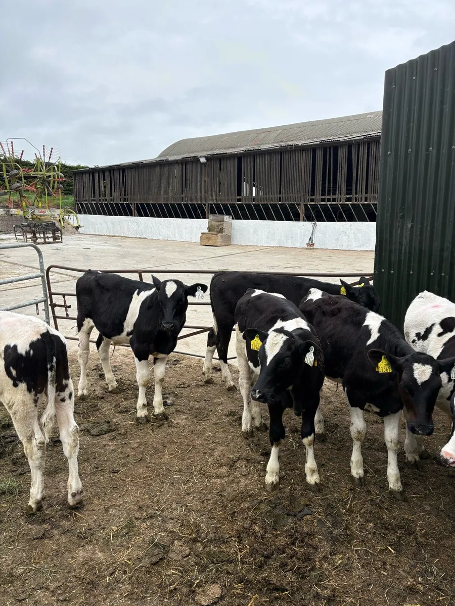 25 Friesian Bull Reared Calves - Image 1