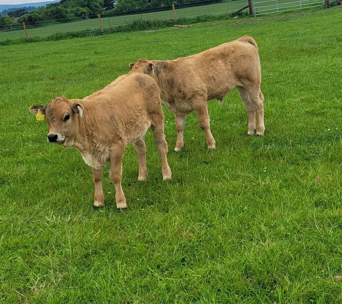 Pedigree Aberdeen Angus and Aubrac cows - Image 2