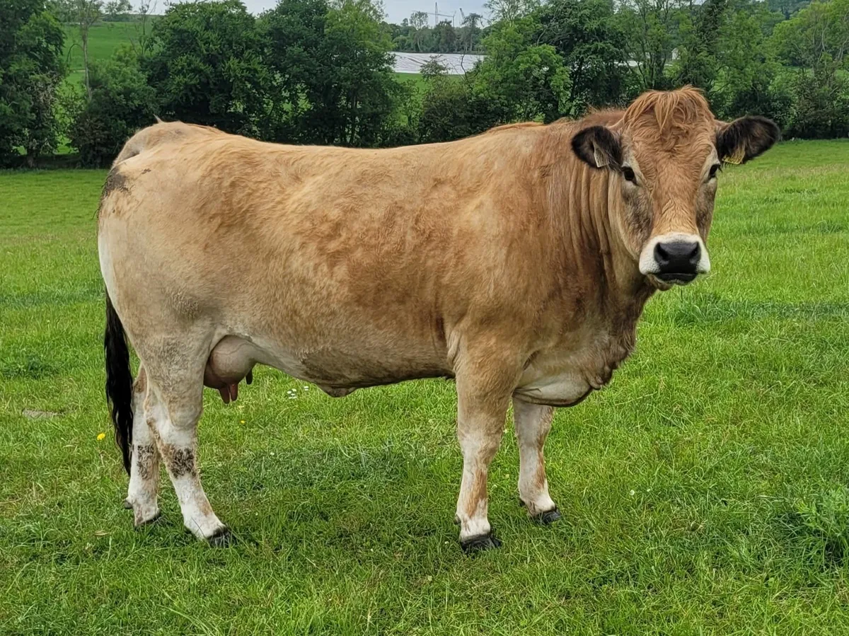 Pedigree Aberdeen Angus and Aubrac cows - Image 3