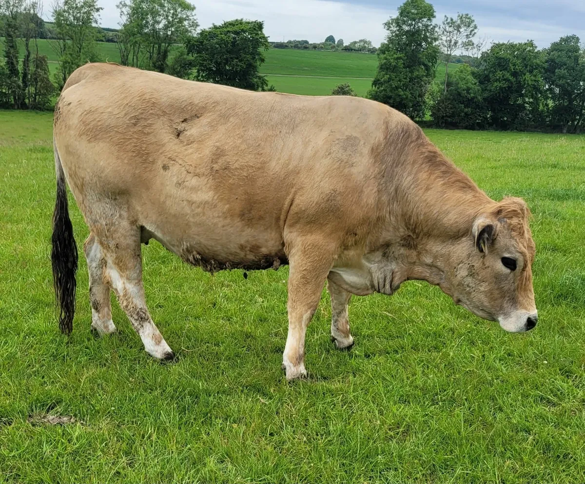 Pedigree Aberdeen Angus and Aubrac cows - Image 4