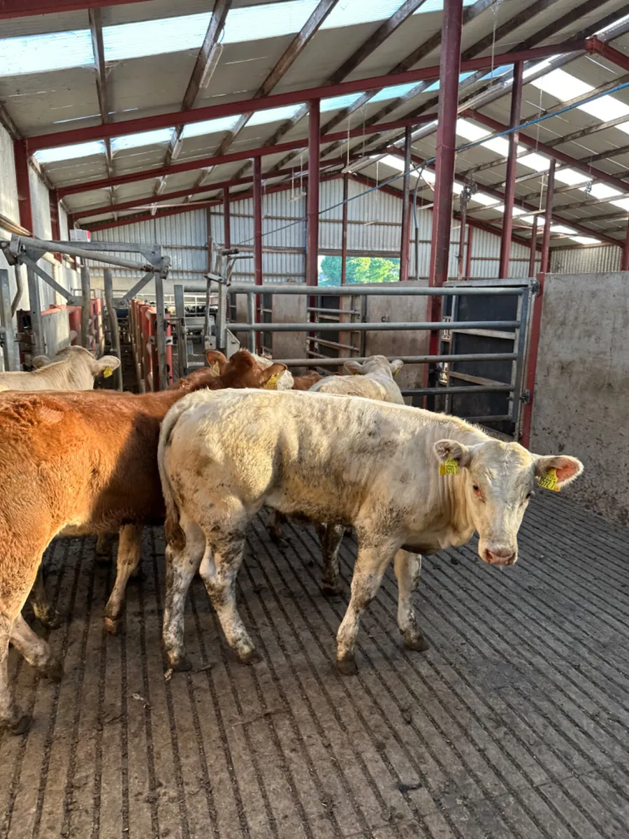 Charolais and lim heifers - Image 2