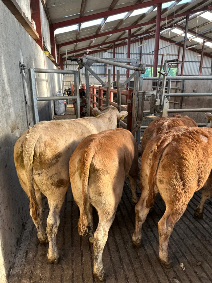 Charolais and lim heifers - Image 4