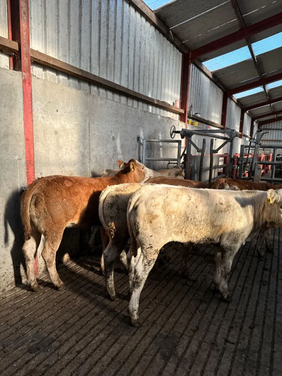 Charolais and lim heifers - Image 3