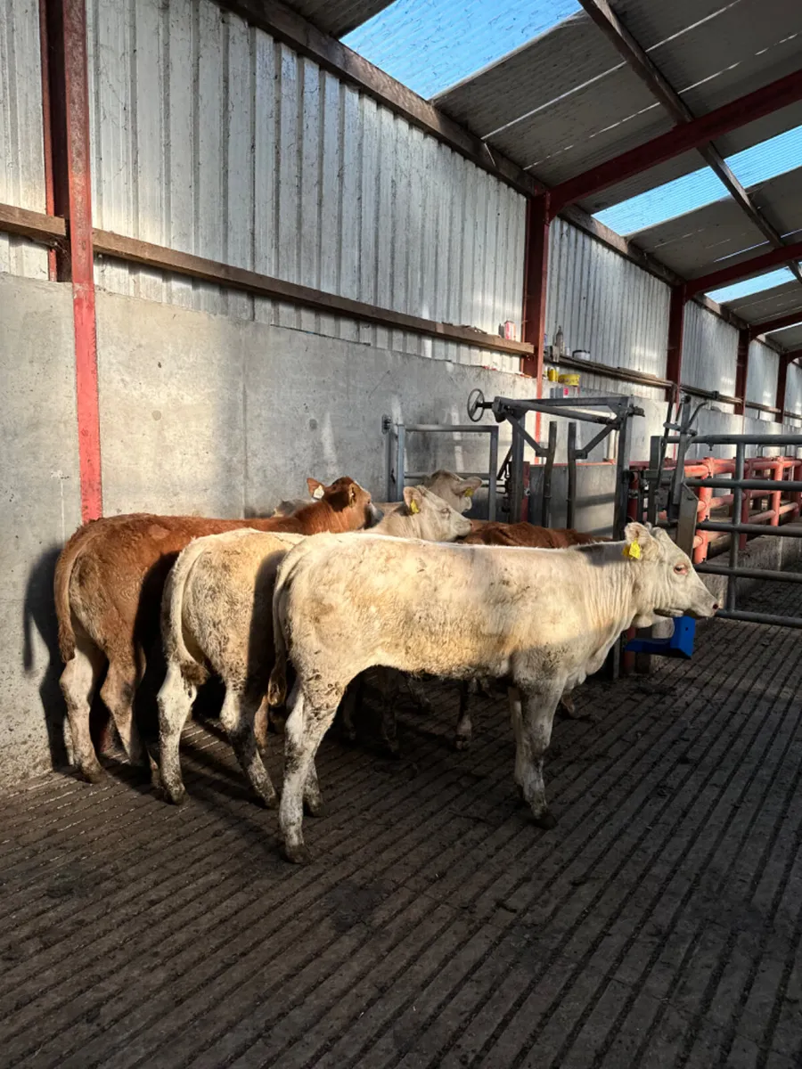 Charolais and lim heifers - Image 1