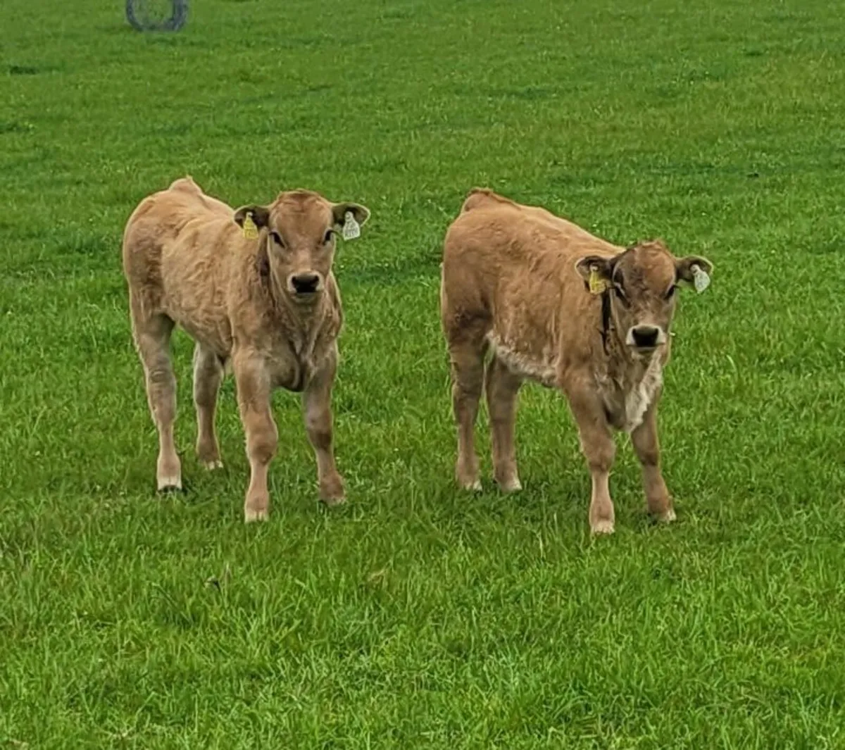 Pedigree Aberdeen Angus and Aubrac cows - Image 1