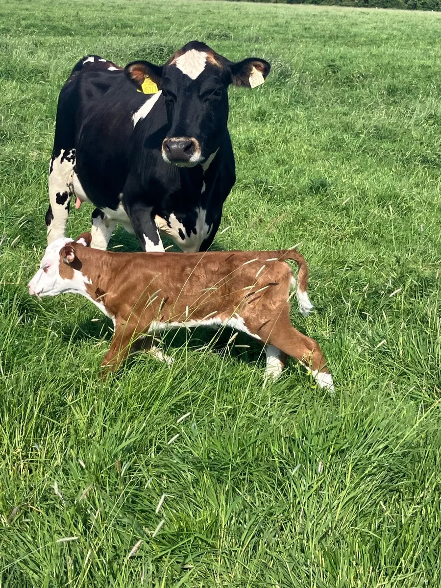 Lovely calved heifer for sale - Image 2