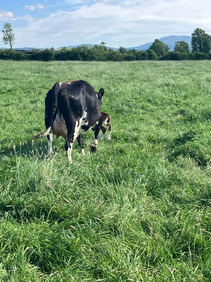 Lovely calved heifer for sale - Image 4
