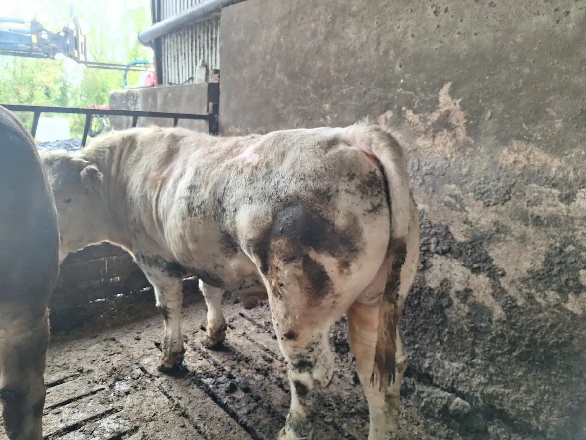 Charolais bull - Image 1