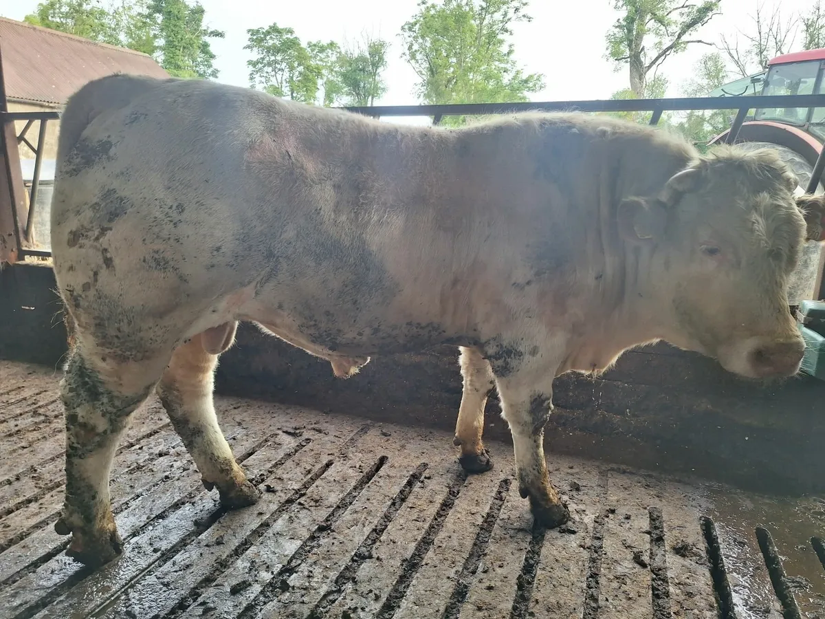Charolais bull - Image 2