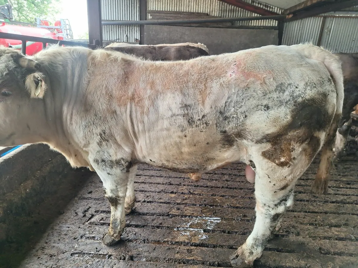 Charolais bull - Image 3