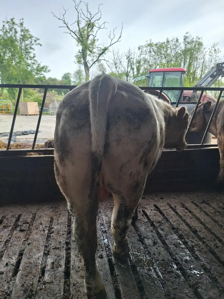 Charolais bull - Image 4