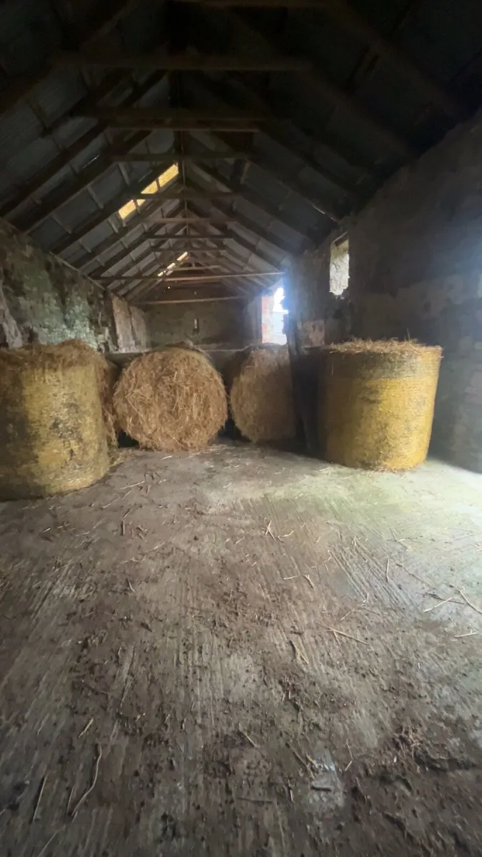 Round barley bales