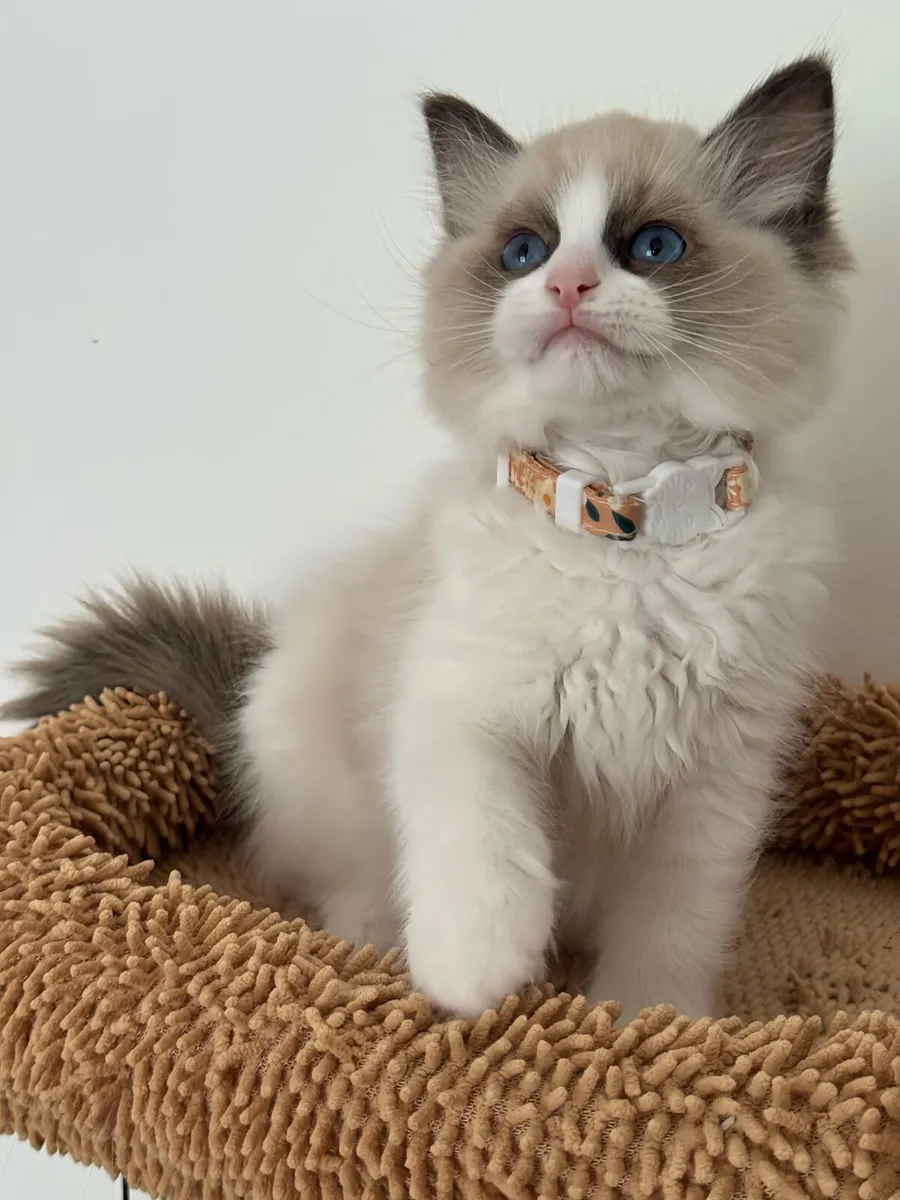 Pedigree Ragdoll Kitten - Image 2