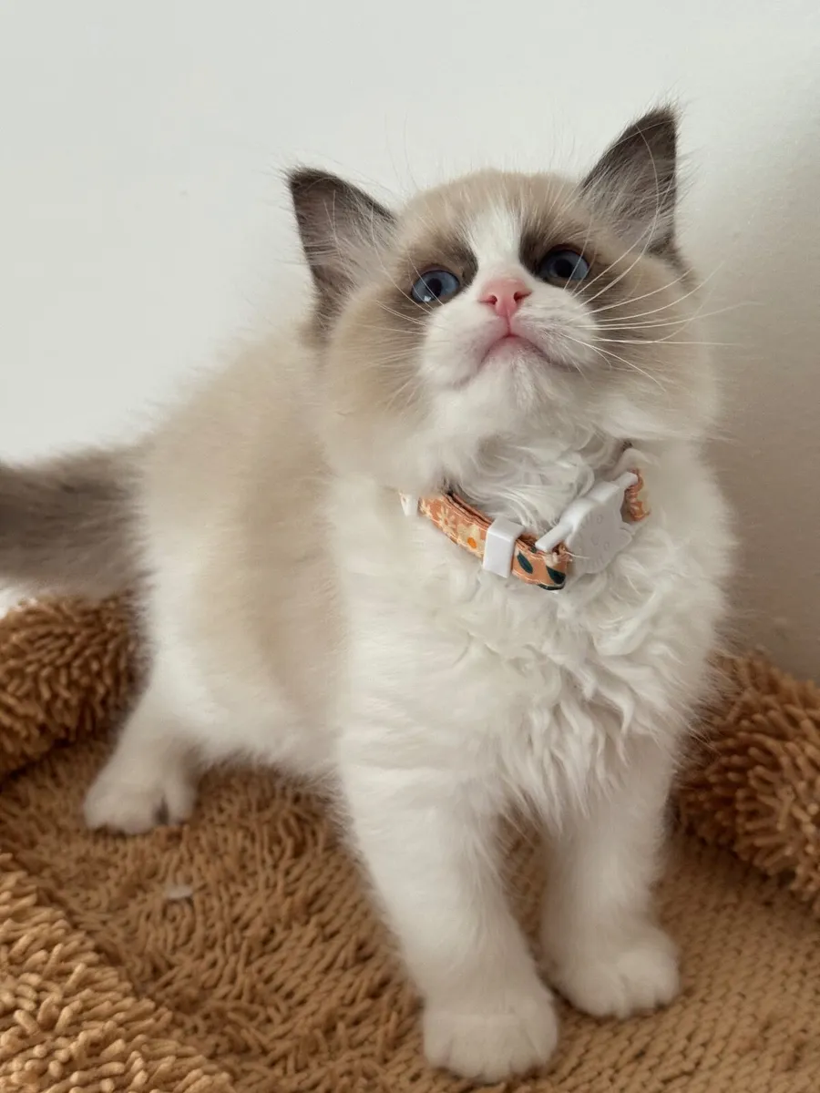 Pedigree Ragdoll Kitten - Image 1