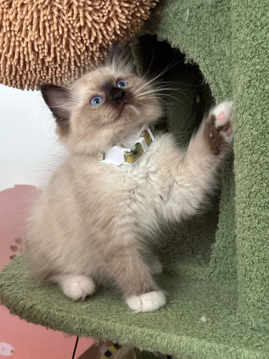 Pedigree Ragdoll Kitten - Image 3