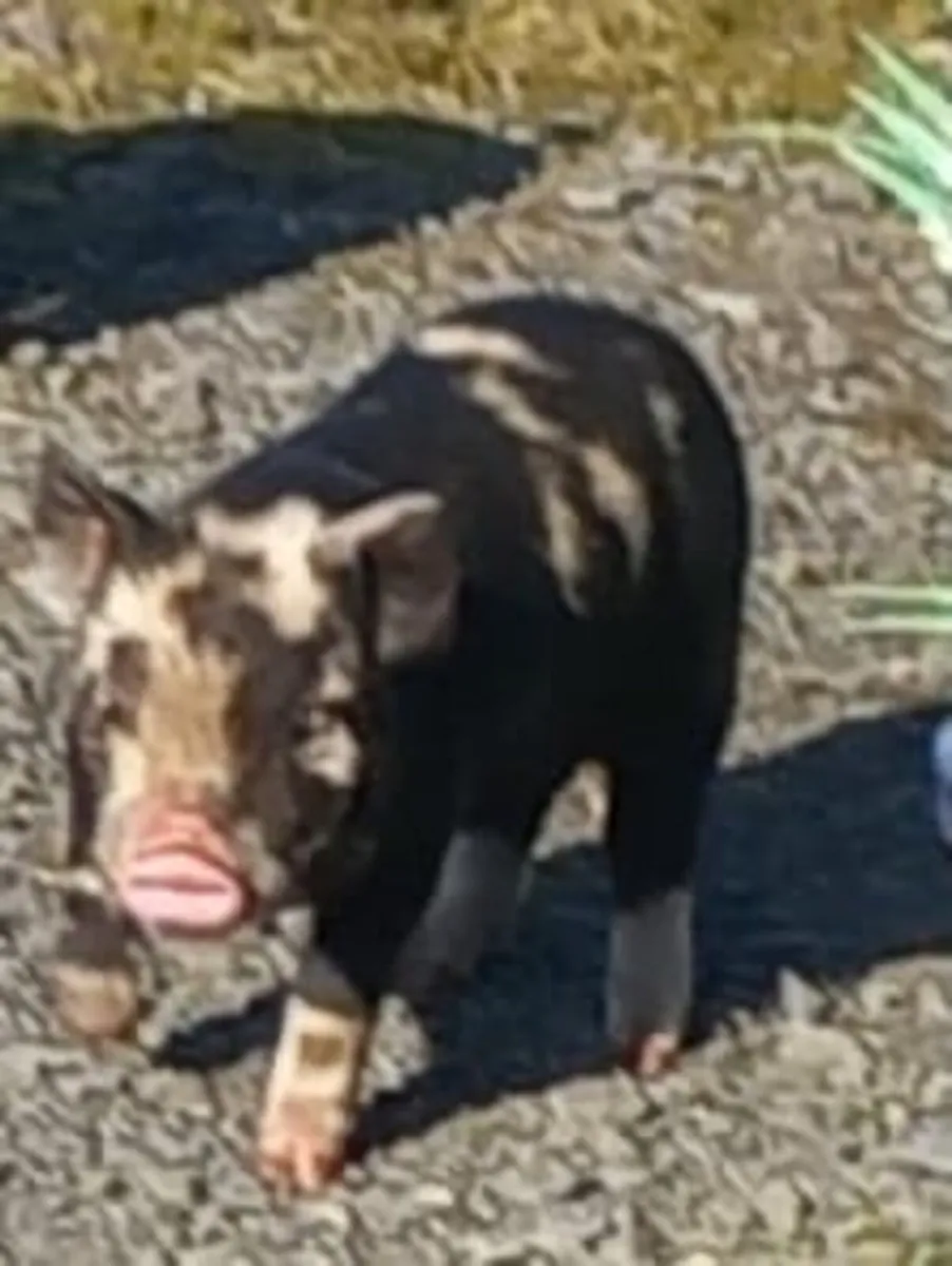 Kune kune piglet