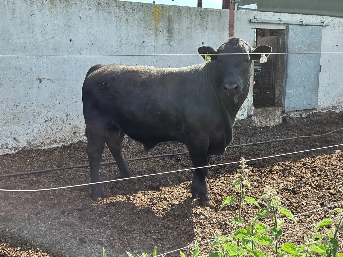 PBR Angus bull - Image 1