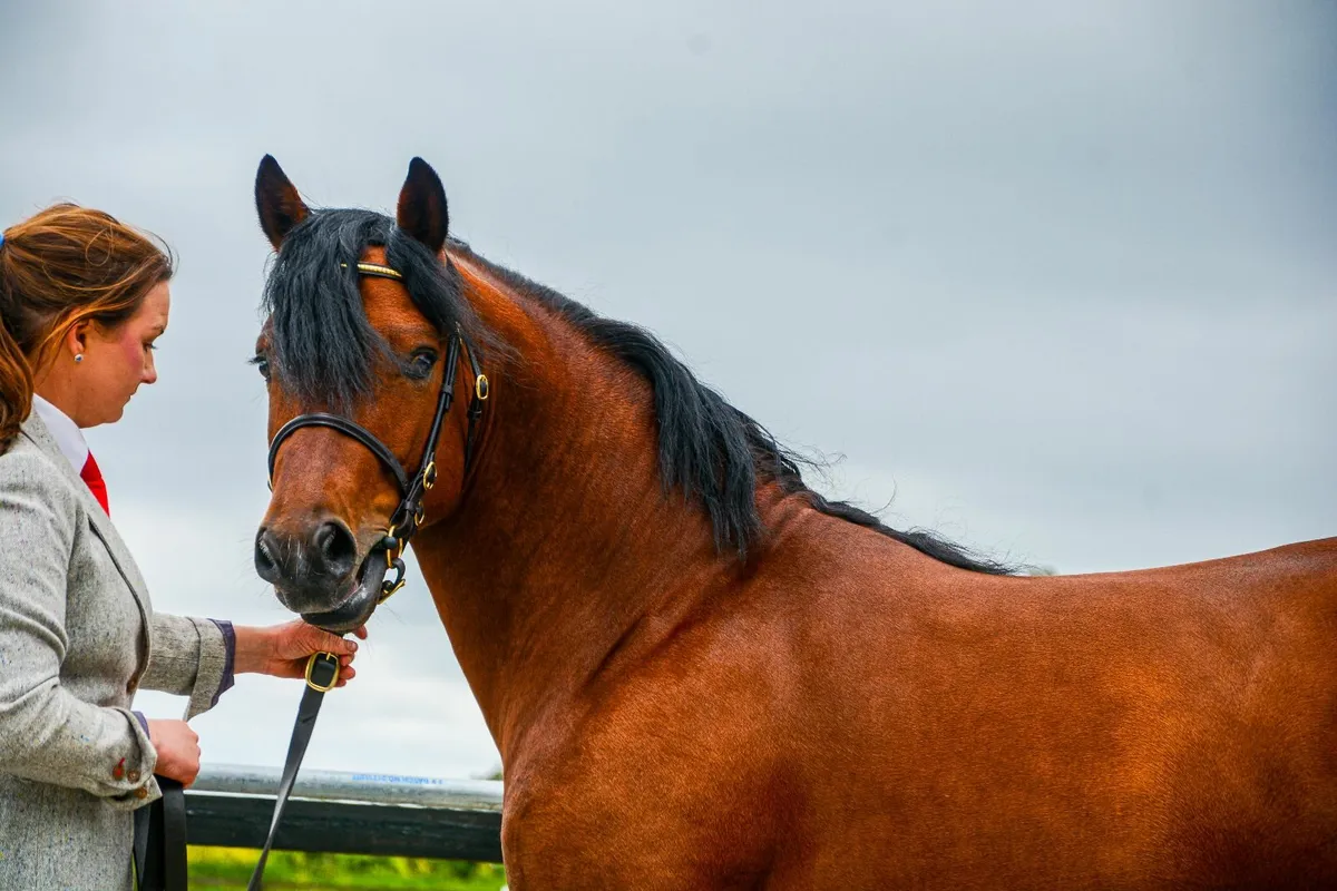 Connemara Stallion 🔸️Dunran Benjamin Button🔸️ - Image 2