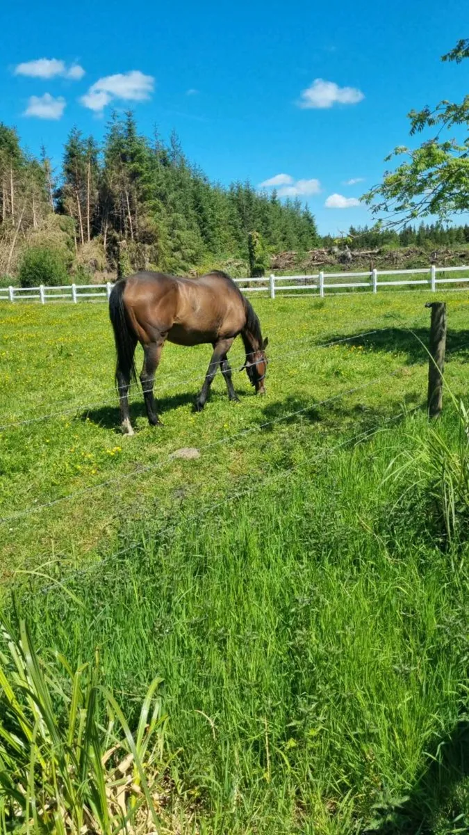 Beautiful horse Son of Epsom Derby Winner
