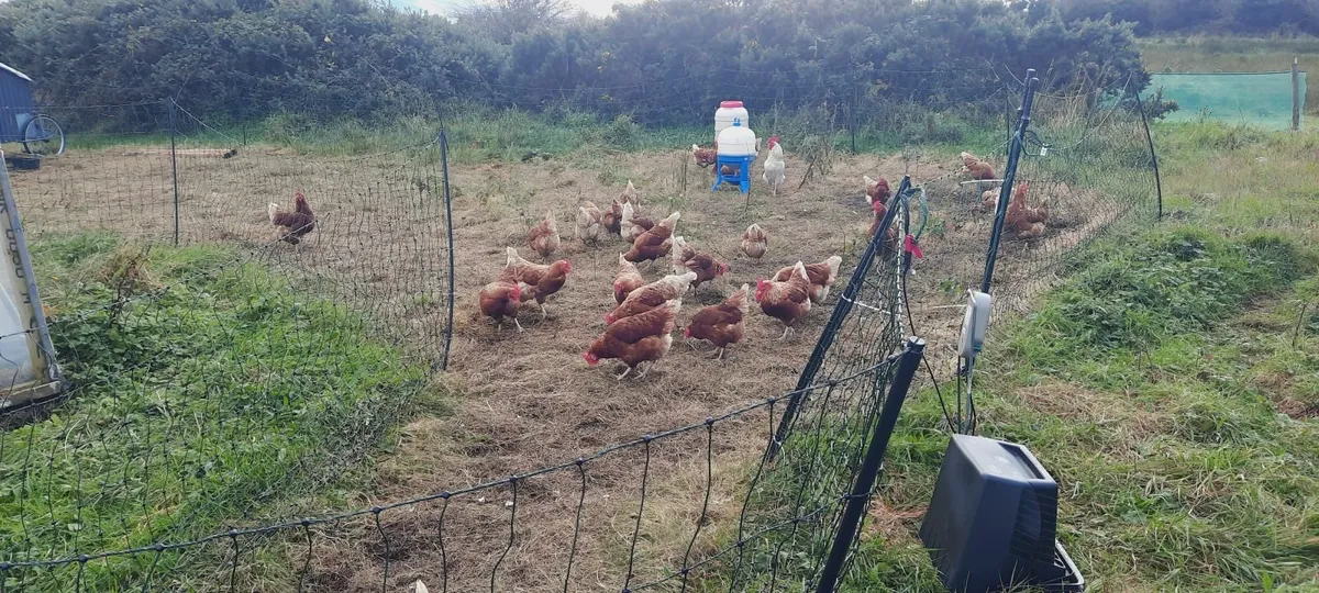 laying hens