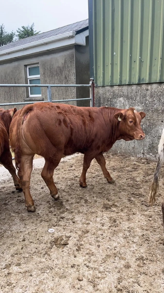 Weanling heifers for Gortatlea Mart - Image 1