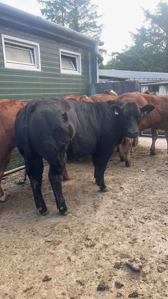 Weanling heifers for Gortatlea Mart - Image 2