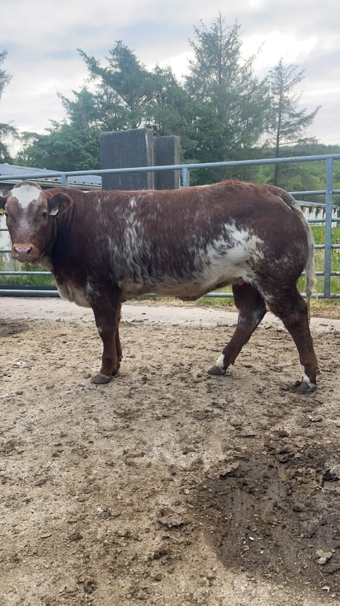 Weanling heifers for Gortatlea Mart - Image 3