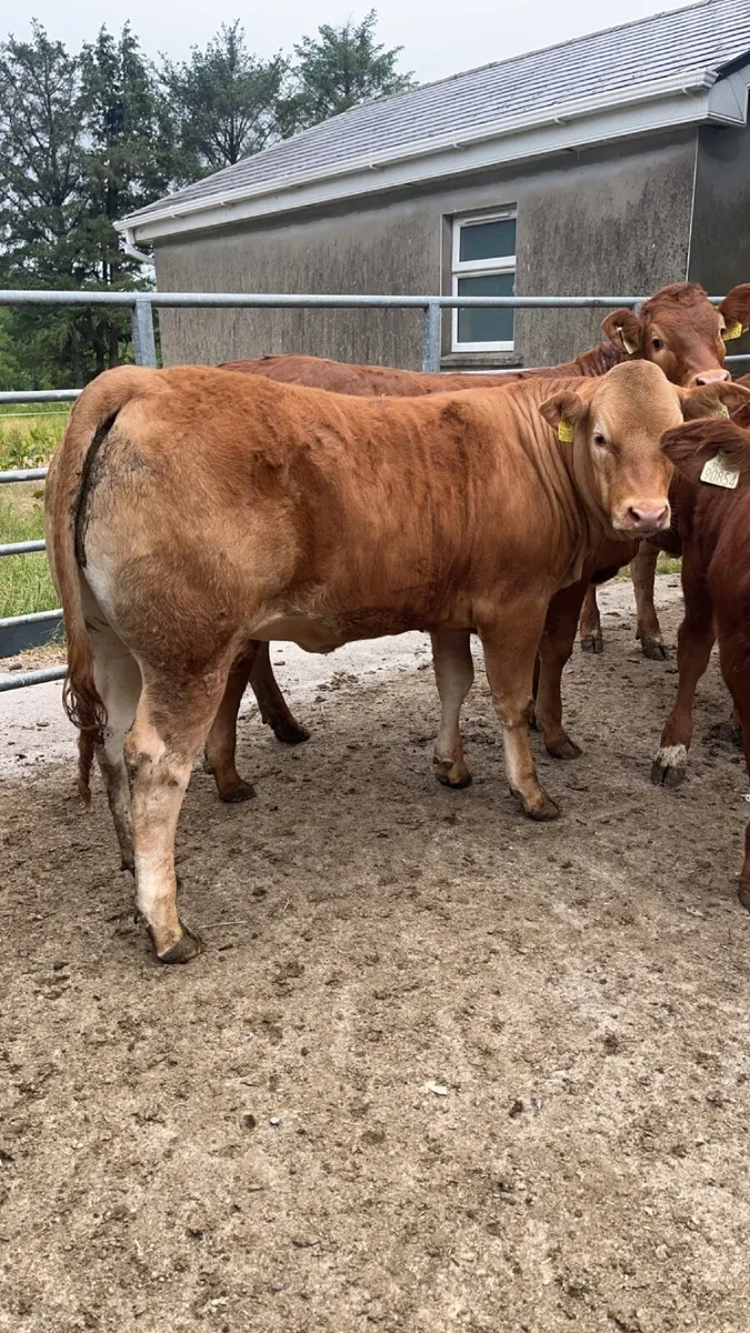Weanling heifers for Gortatlea Mart - Image 4