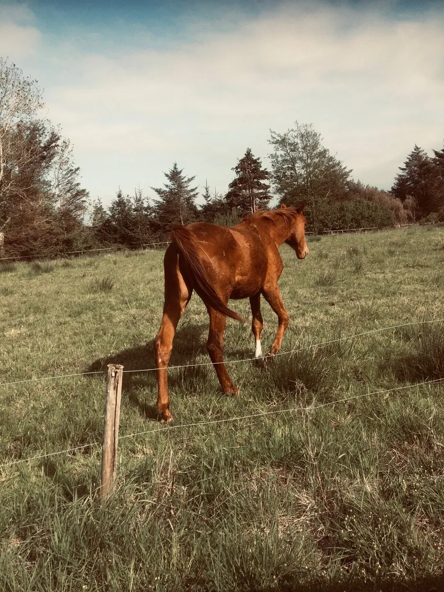 2 year old conticco colt - Image 3