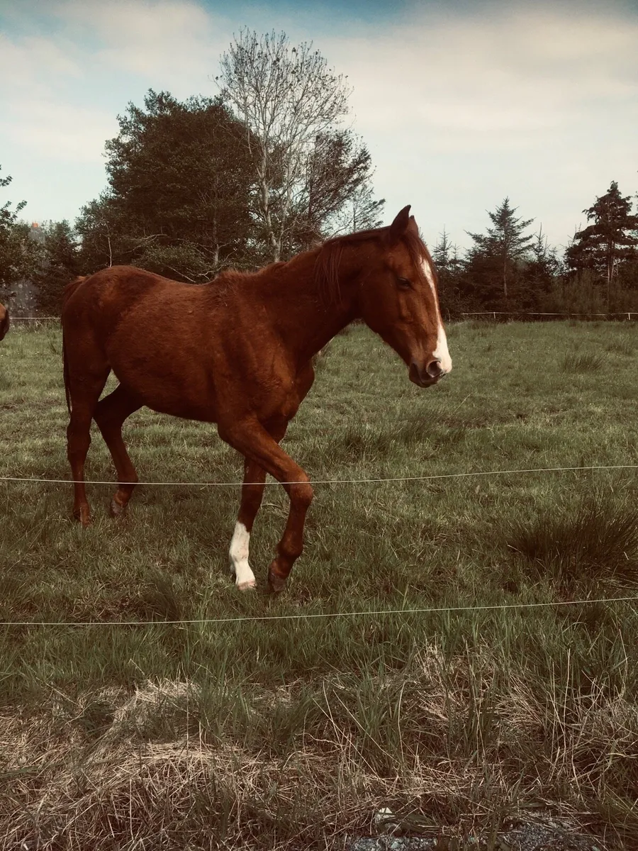 2 year old conticco colt - Image 1