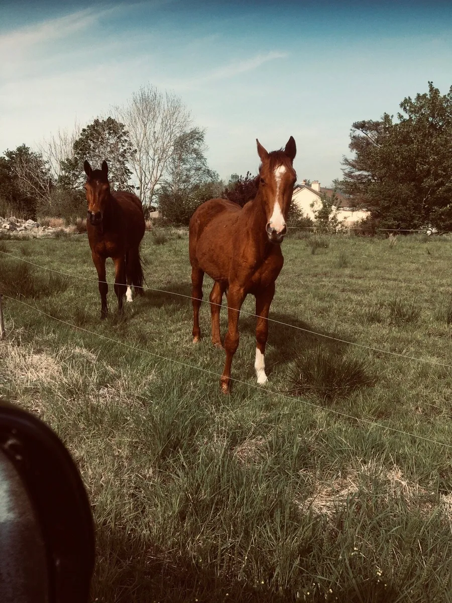 2 year old conticco colt - Image 2