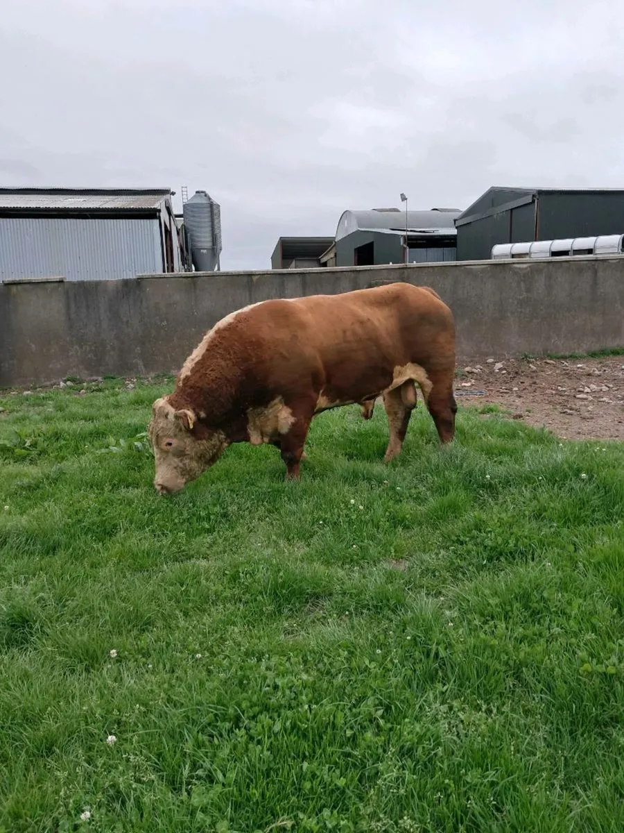 Pedigree Hereford Bull - Image 1