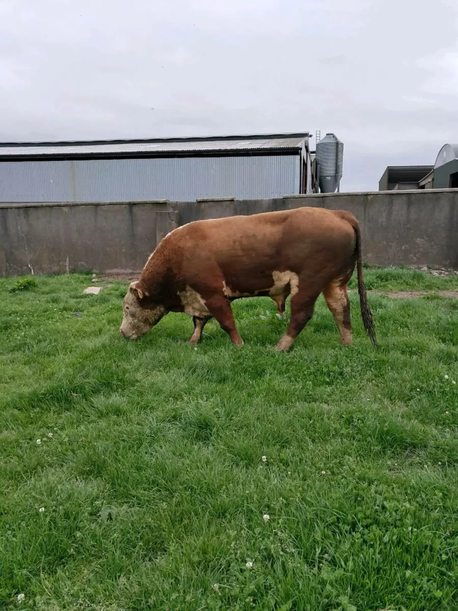 Pedigree Hereford Bull - Image 2