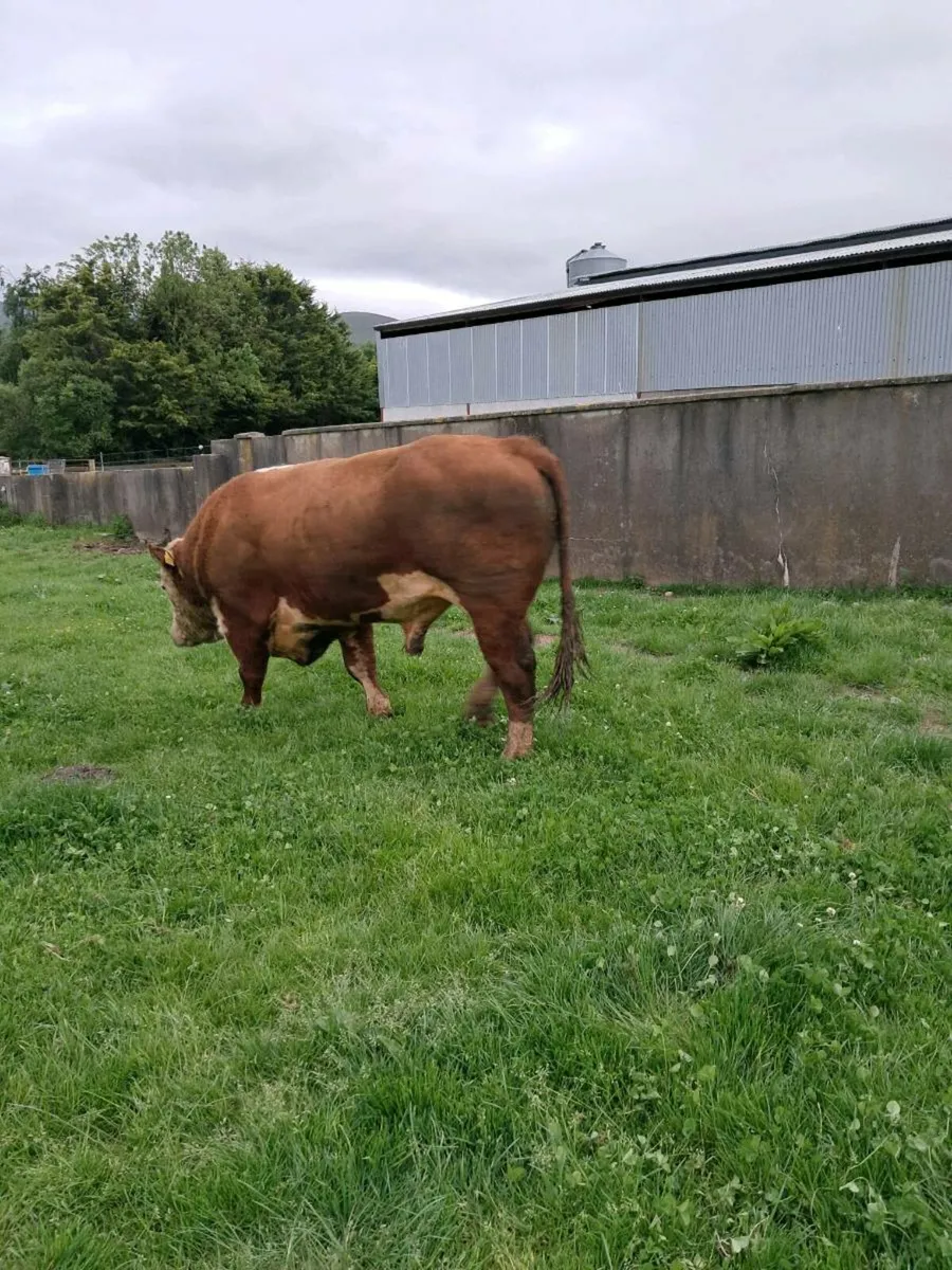 Pedigree Hereford Bull - Image 3