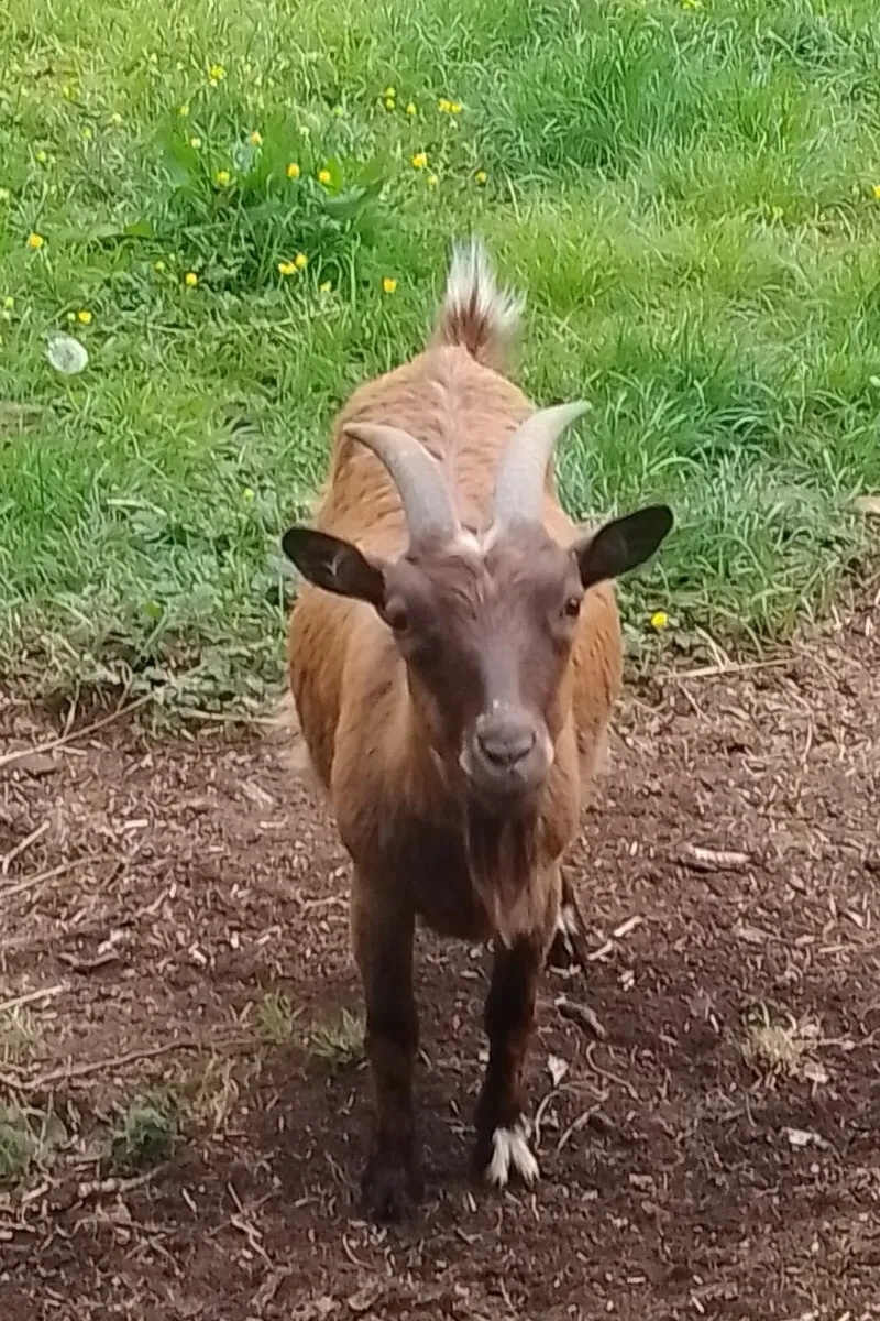 Pygmy Goats  and half pygmy goats - Image 1